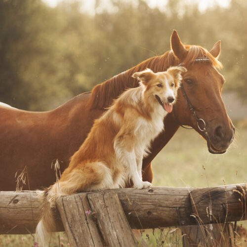 Heartwarming Stories of Animal Valentines